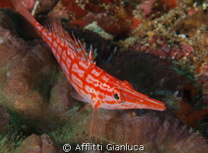 Oxycirrhites typus by Afflitti Gianluca 
